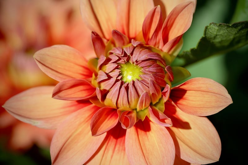 Fall Blooms
