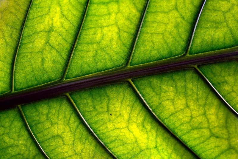 Leafy Accessories