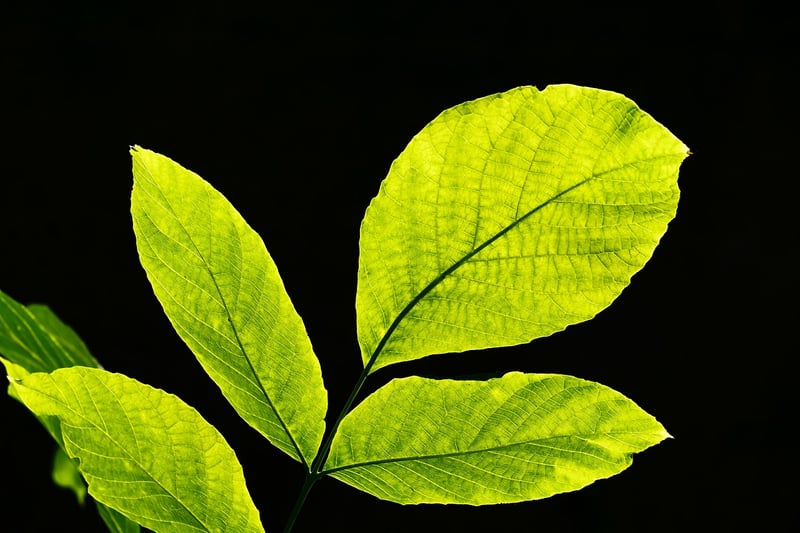 Leafy Accessories