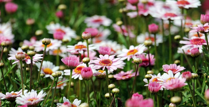 Spring Blooms